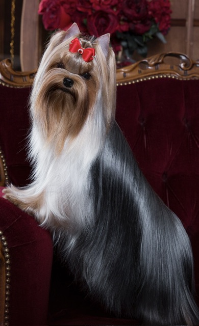 L’YANA DE VISTA GLORIANA — Labaza DogPedigree YorkshireTerrier